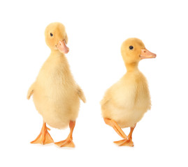 Cute ducklings on white background