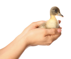 Female hands with cute duckling on white background