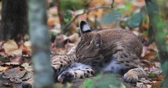 Bobcat sitting in the forest