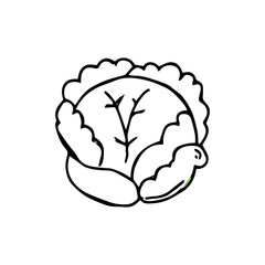 Cabbage hand drawn vegetables icon