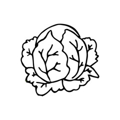Obraz premium Cabbage hand drawn vegetables icon