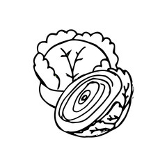 Cabbage hand drawn vegetables icon