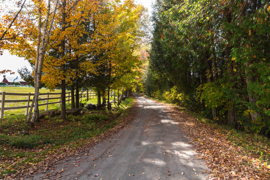 Unpaved country road lined with a fence and deciduous trees on a sunny autumn day. Peacham, VT, USA.