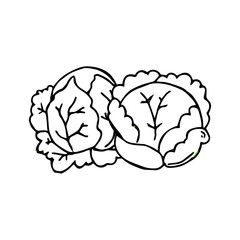 Cabbage hand drawn vegetables icon