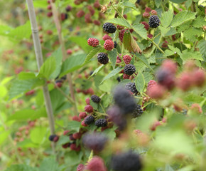  Brombeeren am Strauch - Heilpflanze