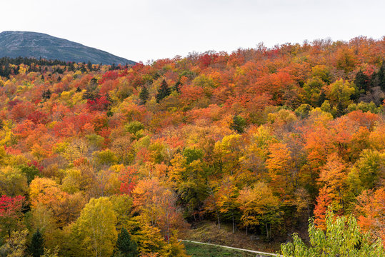 Hillside colourful deciduous forest at the peak of fall foliage on a cloudy autumn day. Mount Washington, NH, USA.