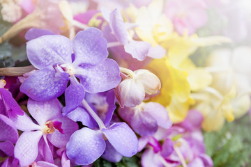 Fototapeta na wymiar Colorful orchid flower background, nature concept background, spring or summer season garden