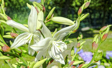 Obraz premium Blumen