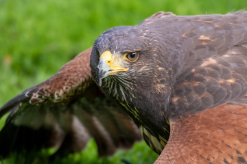 Rotrückenbussard
