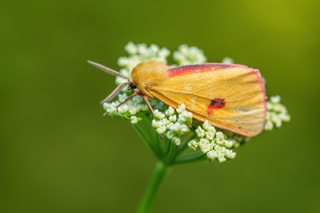 Clouded Buff moth - Diacrisia sannio, beautiful colored moth from European meadows and grasslands, Zlin, Czech Republic.