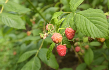 Himbeeren am Strauch - Heilpflanze