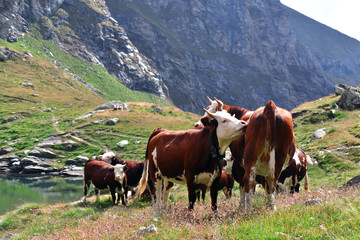 Fototapeta na wymiar Grazing cows in the high mountains