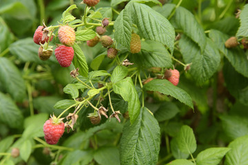 Himbeeren am Strauch - Heilpflanze