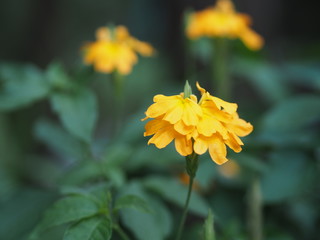 Yellow flower Aphelandra crossandra, Acanthaceae family blooming in garden on blurred nature background