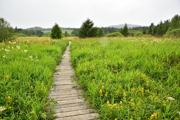 Obraz premium Educational trail Olsina Sumava