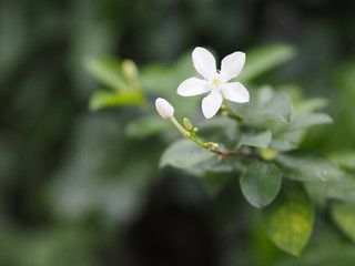 White flower Murraya paniculate paniculata blooming in garden on blurred nature background