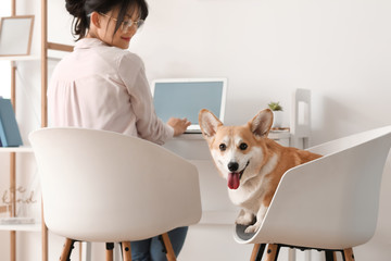 Woman with cute corgi dog working at home
