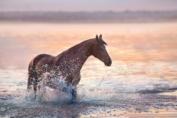 Bay stallion walk in water at sunlight