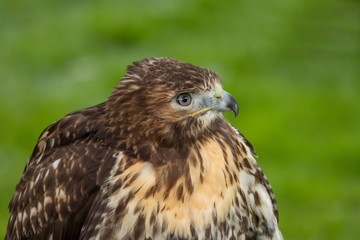 Bussard