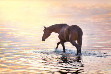 Bay stallion walk in water at sunlight