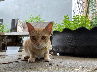orange cat looking something. Cat in the garden. Homeless animal.
