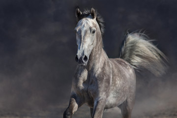 Fototapeta na wymiar Grey arabian horse run free on desert dust