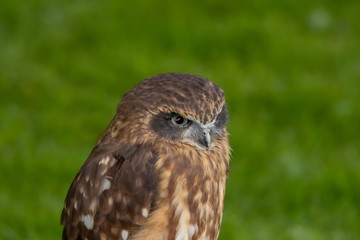 brasilianischer Steinkauz