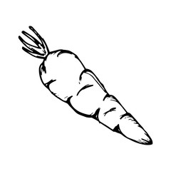 Carrot icon vector on hand drawn style