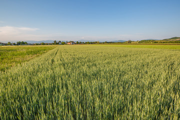 Green wheat field. Young juicy growing wheat ears field