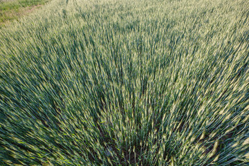 Green wheat field. Young juicy growing wheat ears field