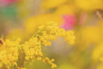 Blurred background. Yellow flowers of mimosa. Selective focus. Copy space.