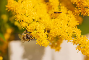 Insect on a yellow flower. A bee on a mimosa flower. Selective focus, copy space.