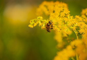 Insect on a yellow flower. A bee on a mimosa flower. Selective focus, copy space.