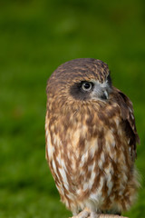 brasilianischer Steinkauz