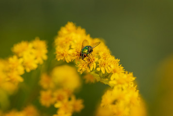 Insect on a yellow flower. Green fly on a mimosa flower. Selective focus, copy space.