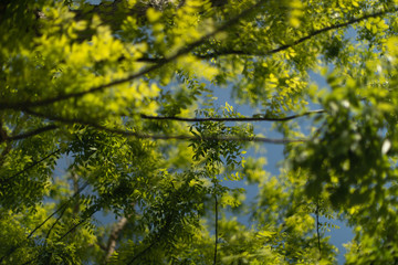 Leaves in summer on a tree