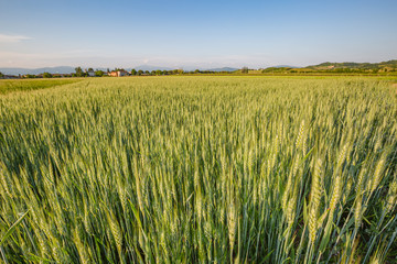 Green wheat field. Young juicy growing wheat ears field