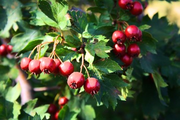 red apples on a tree