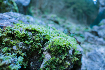 Primo piano di una roccia ricoperta di muschio nel bosco del Tunkelbald, viaggi e paesaggi in Veneto
