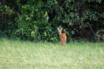 young roe deer in the grass