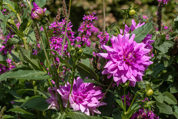 Purple dahlia flowers in garden 