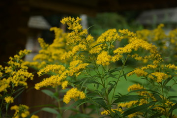 Yellow Solidago virgaurea flower in summer garden blooming