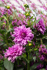 Obraz premium Purple dahlia flowers in garden 