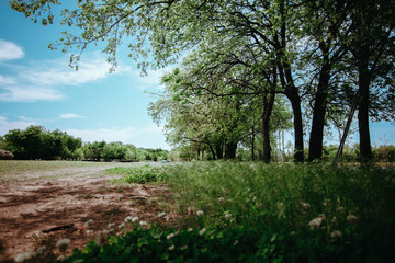 Trees and green grass in the country side of Texas 