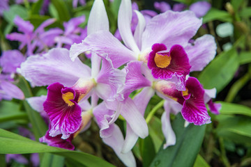 Orchideen