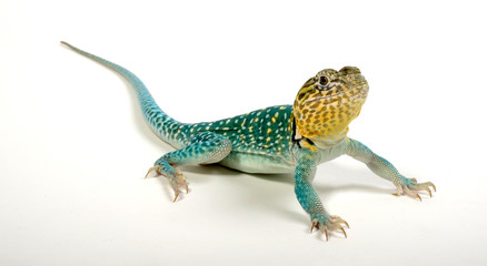 Common collared lizard, male / Halsbandleguan, Männchen (Crotaphytus collaris) 