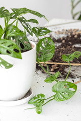 Monstera Monkey Mask after transplant.Beautiful Monstera flower in a white pot stands on a glass table on a white background.Houseplant, soil and transplanting tools: the concept of houseplant care