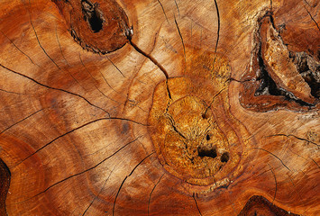 Beautiful wood texture. Cut tree