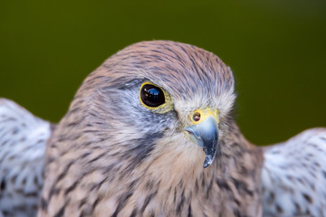 Falke