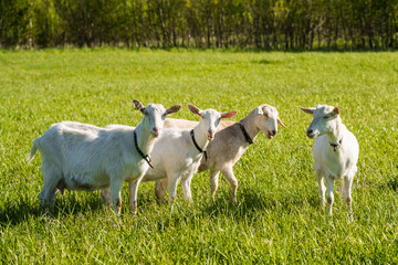 herd of white goats in green grassy meadow